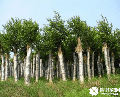 黄连木苗木价格是多少？黄连木苗木价格介绍！