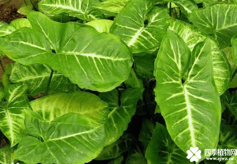 合果芋有毒吗？合果芋会对我们有什么影响吗？