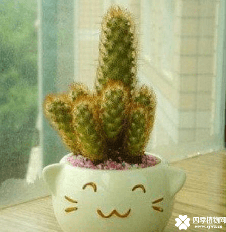 你看过金手指仙人掌开花吗？金手指仙人掌开花介绍!