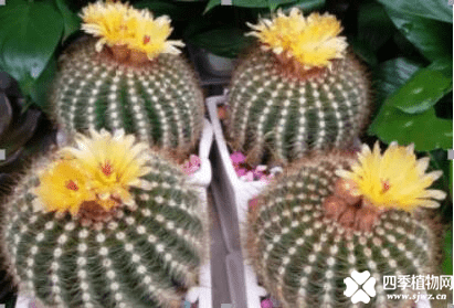 仙人掌花语是什么？这样的花语让人神往！