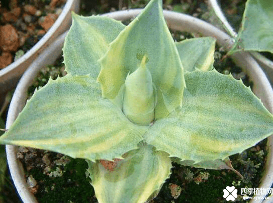 王妃雷神如何分侧芽?王妃雷神分侧芽教学介绍!