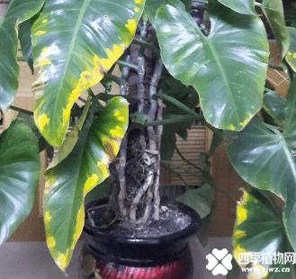 绿宝石叶子发黄是什么原因？对照这些找找原因吧！