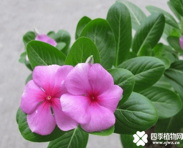 长春花的养殖方法介绍！长春花怎么养能够爆盆？