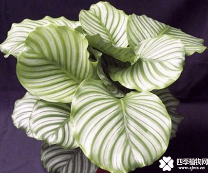 青苹果竹芋的花语介绍！青苹果竹芋可不是只有好看的叶子哦！