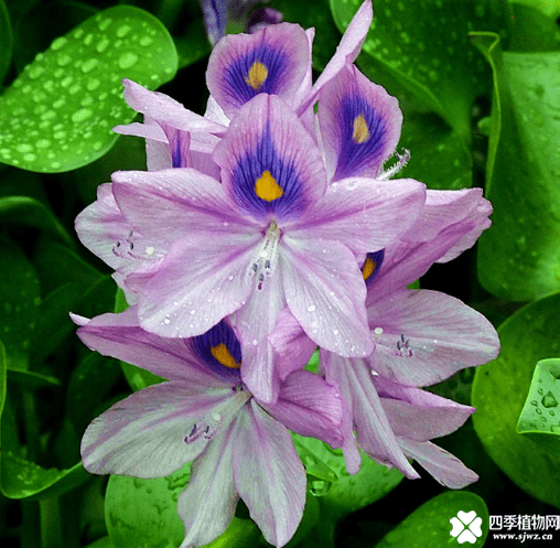 水葫芦怎么养？水葫芦养殖方法和注意事项介绍！