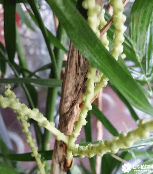 夏威夷竹开花如何处理呢？夏威夷竹开花是好还是坏呢？