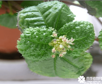 吸毒草何薄荷的区别有那些呢?从这几个方面就可以区分它们啊! 吸毒草何薄荷的区别有那些呢?从这几个方面就可以区分它们啊!