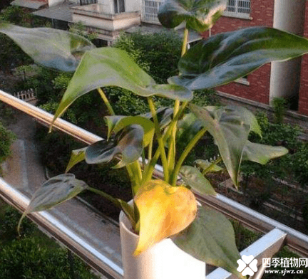 千手观音叶子发黄下垂是什么原因？有这几招就可以轻松应对！