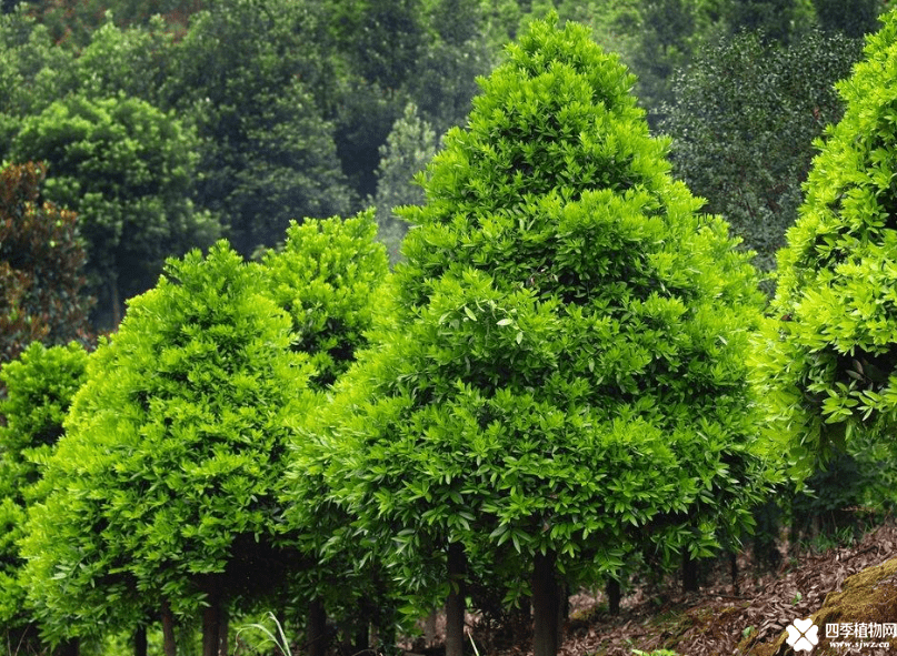 竹柏放在室内对人的好处有哪些？很多人现在可能还不知道哦！