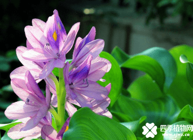 水葫芦的防治方法介绍！用这几招可以用来来对付“不死”的水葫芦哦！