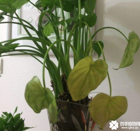 千手观音叶子发黄下垂是什么原因？有这几招就可以轻松应对！