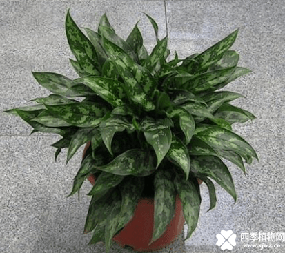 黑美人叶子怎么发黄呢？原来就是因为没有注意这几点！