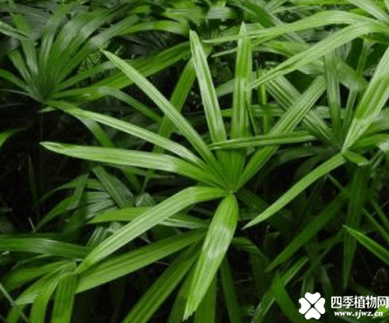 棕竹的特征介绍！带你认识一下棕竹到底是什么样的植物！