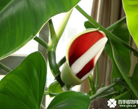 绿宝石开花的寓意是什么？难得一见的绿宝石花预示着什么呢？