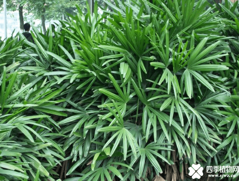 棕竹的特征介绍！带你认识一下棕竹到底是什么样的植物！