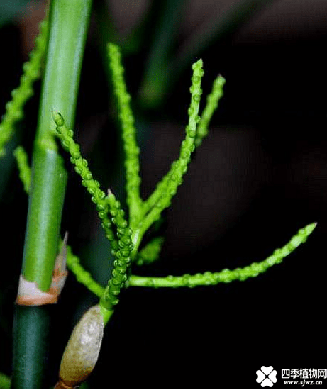 夏威夷竹开花如何处理呢？夏威夷竹开花是好还是坏呢？