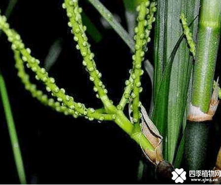 夏威夷竹开花如何处理呢？夏威夷竹开花是好还是坏呢？