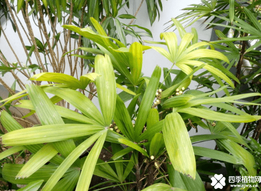 棕竹的特征介绍！带你认识一下棕竹到底是什么样的植物！