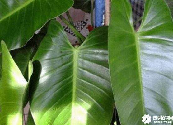 绿宝石开花孕妇能闻吗？家中有孕妇的都看看这些哦！