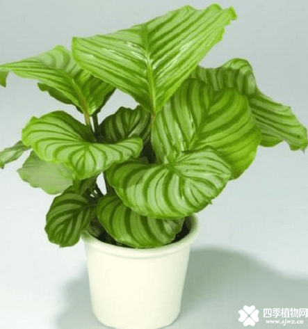青苹果竹芋的养殖方法和注意事项介绍！掌握了这些养殖它就很容易哦！