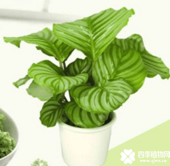 青苹果竹芋的花语介绍！青苹果竹芋可不是只有好看的叶子哦！