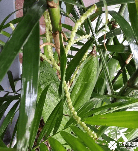 夏威夷竹开花如何处理呢？夏威夷竹开花是好还是坏呢？