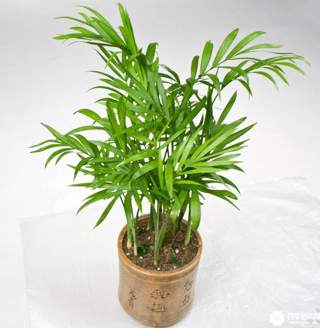 袖珍椰子的繁殖方法介绍！原来朋友家的袖珍椰子都是这么来的啊！