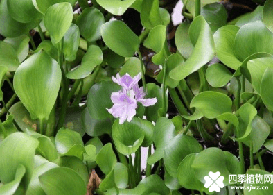 水葫芦的防治方法介绍！用这几招可以用来来对付“不死”的水葫芦哦！