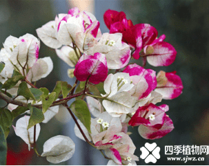 三角梅产地是那里呢？原来三角梅是来自于这里的啊！