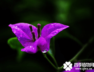 三角梅产地是那里呢？原来三角梅是来自于这里的啊！