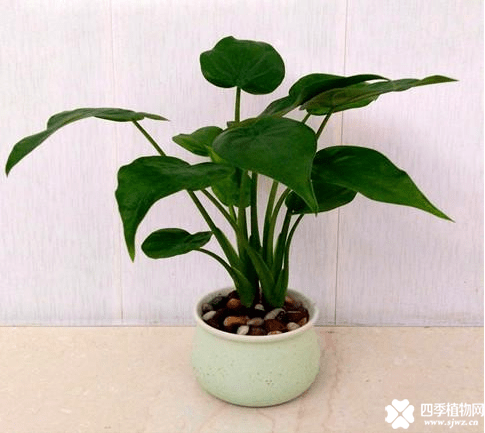 滴水观音冬天怎么养？滴水观音冬天也绿意盎然高手都是这么做的！