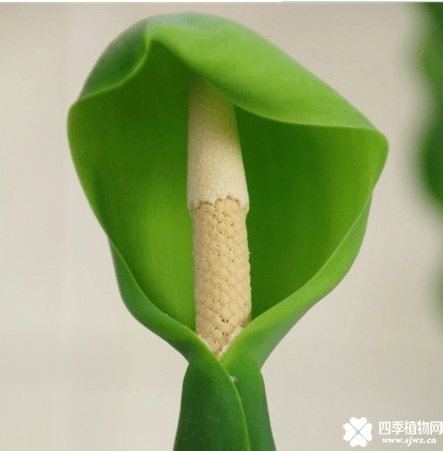 滴水观音的作用有哪些呢？看了这些你就不会对它“敬而远之”了！