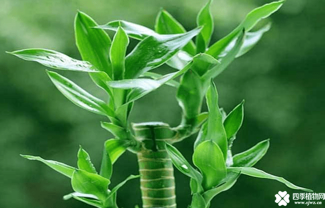 夏天富贵竹怎么养呢？看了这些，你还怕富贵竹熬不过酷暑吗？