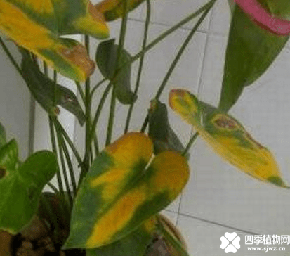 红掌叶子发黄焦边干枯是怎么回事？找准原因轻松解决这些问题！