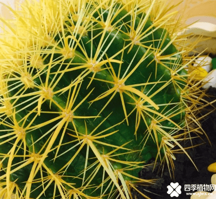被仙人球扎了怎么办呢？赶紧收藏起来，以后说不定能用的上哦！ 