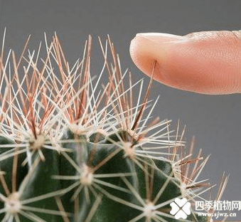 被仙人球扎了怎么办呢？赶紧收藏起来，以后说不定能用的上哦！ 