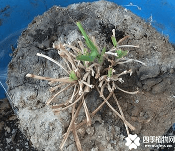 吊兰冬天会冻死吗？知道这些让你的吊兰安然过冬！