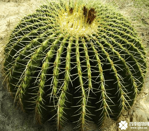 被仙人球扎了怎么办呢？赶紧收藏起来，以后说不定能用的上哦！ 