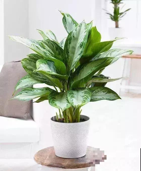 这5种花，专吸二手烟，喷喷水叶子油绿又茂盛！