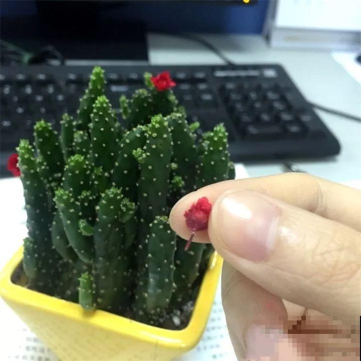 养了两个月的花，竟发现是假的？这些套路还真得摸清楚！