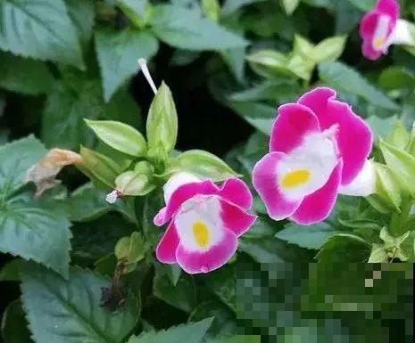 夏天养这15种花，越晒越爆盆，阳台瞬间热闹起来！