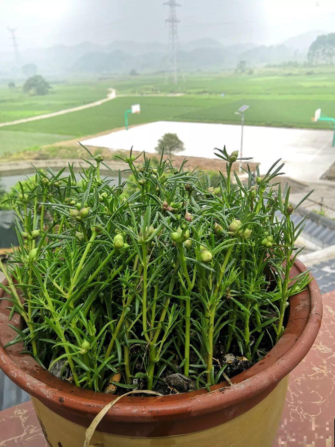 8种夏天扦插花，现在掐枝，下个月有花赏！
