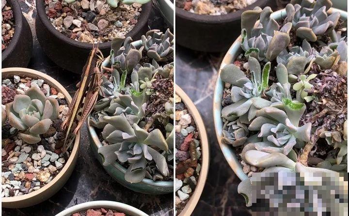 多肉的这8个“天敌”，再不躲着点，小心最后连盆都不保！