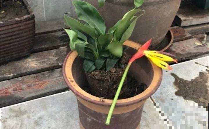 养了两个月的花，竟发现是假的？这些套路还真得摸清楚！