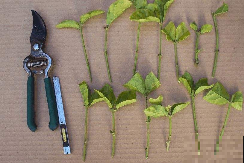 扦插还在用沙子生根水？别瞎忙活了，用点这东西呼呼发白根！