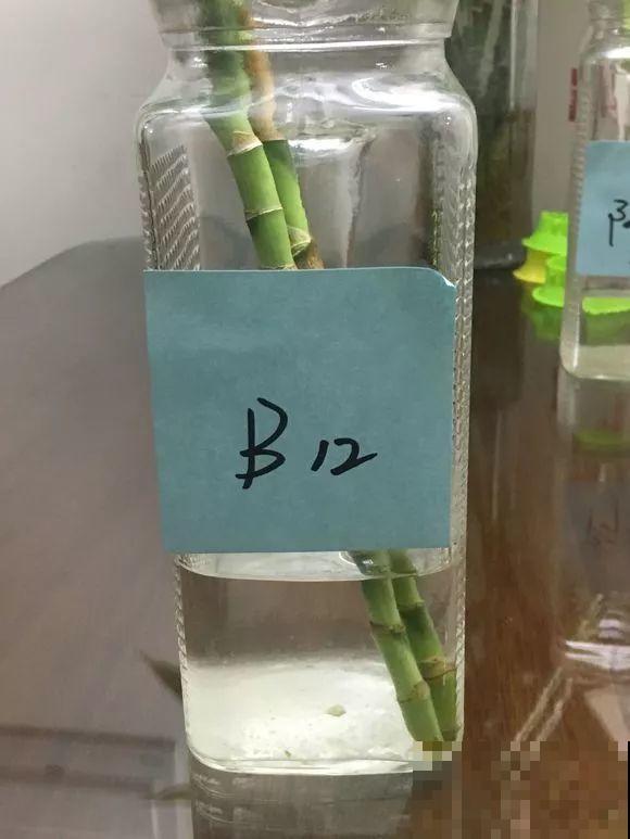 水培富贵竹加啥好？现场对比实验，太真实了！