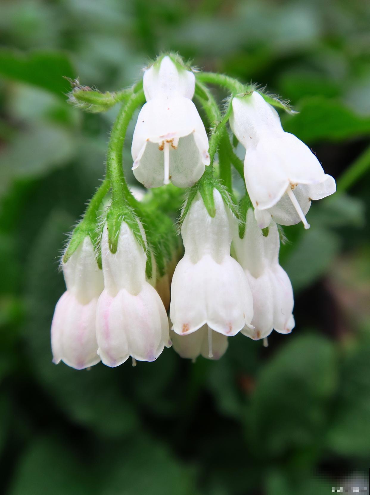 铃铛花怎么养殖？