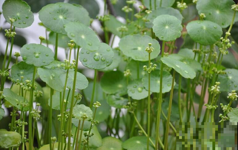 常春藤叶子没光泽？用它兑水一喷，整个夏天绿油油！