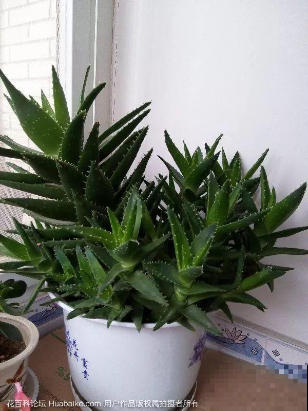 这花就得穷养，盆越小水越少，根壮侧芽才会多！