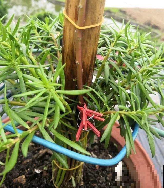 热不死的花，绑在木棍上养10天，开成一座大花塔！